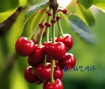 抖音SEO优化的核心原理分享